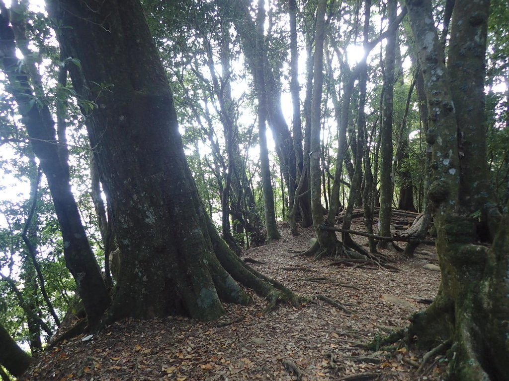 P2056637.JPG - 竹山  嶺頭山  金柑樹山