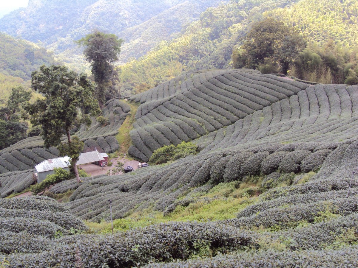 DSC08020.JPG - 竹山  軟鞍  八卦茶園