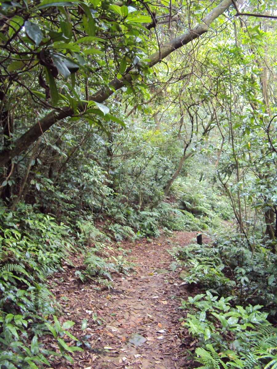 DSC07584.JPG - 基隆  暖東峽谷步道