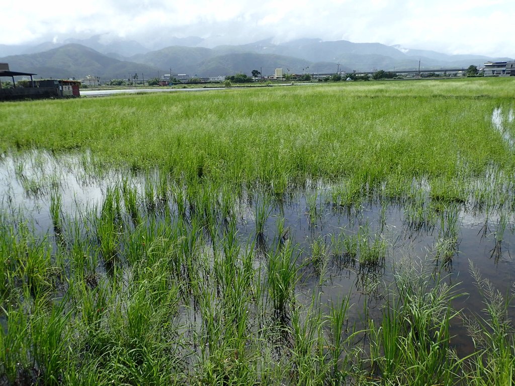 PA103793.JPG - 冬山  十八棵大樹  