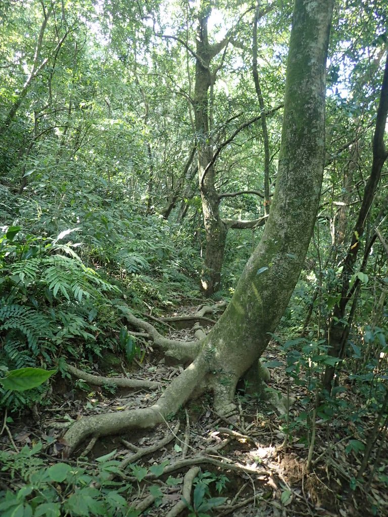 P7296091.JPG - 金山  竹子山古道  阿里磅瀑布