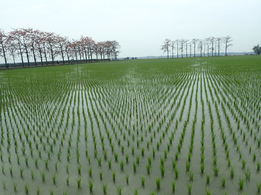 P3066532.JPG - 竹塘  田頭  木棉花道