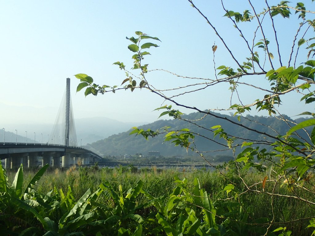 P1073103.JPG - 集集  集鹿大橋  晨光之美