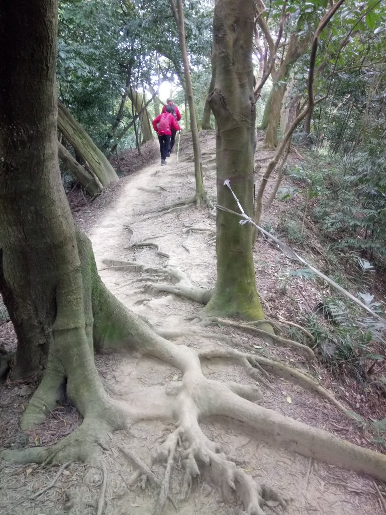 DSC_5151.JPG - 三峽  鳶尾山登山步道