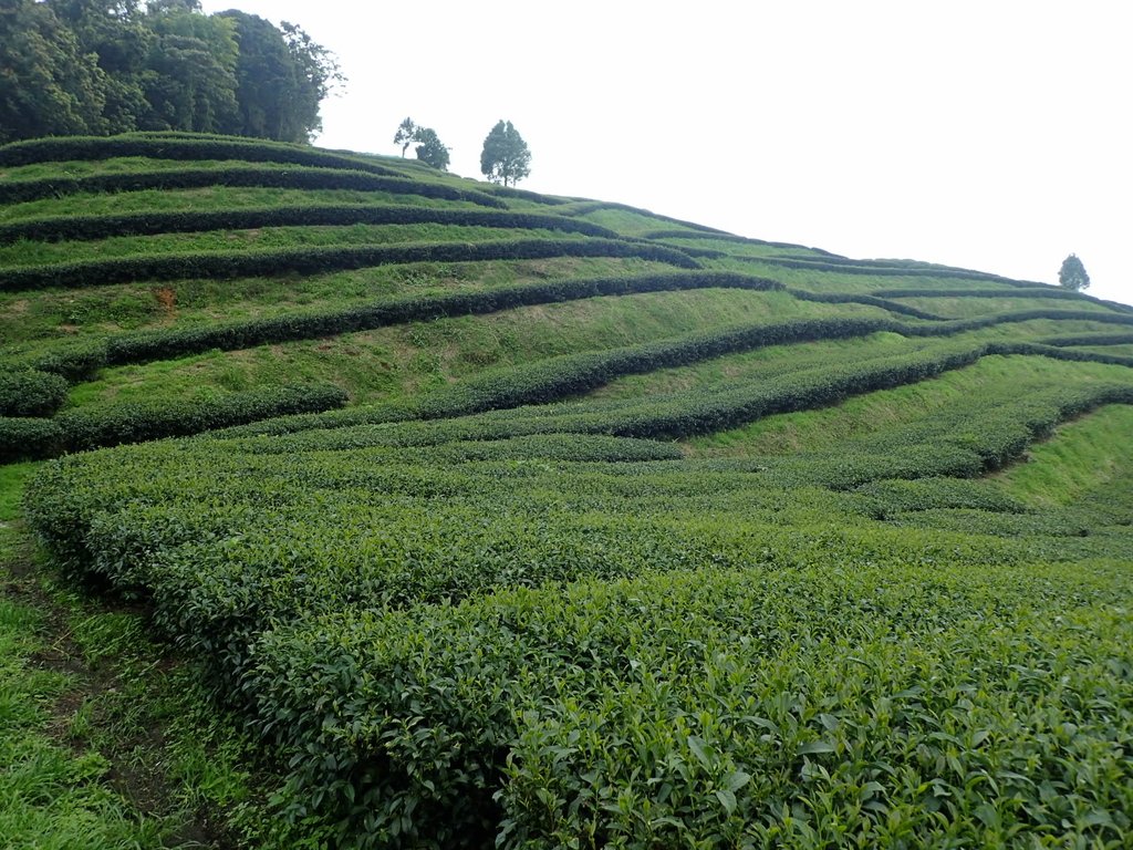 P8156590.JPG - 武界茶園  (02)