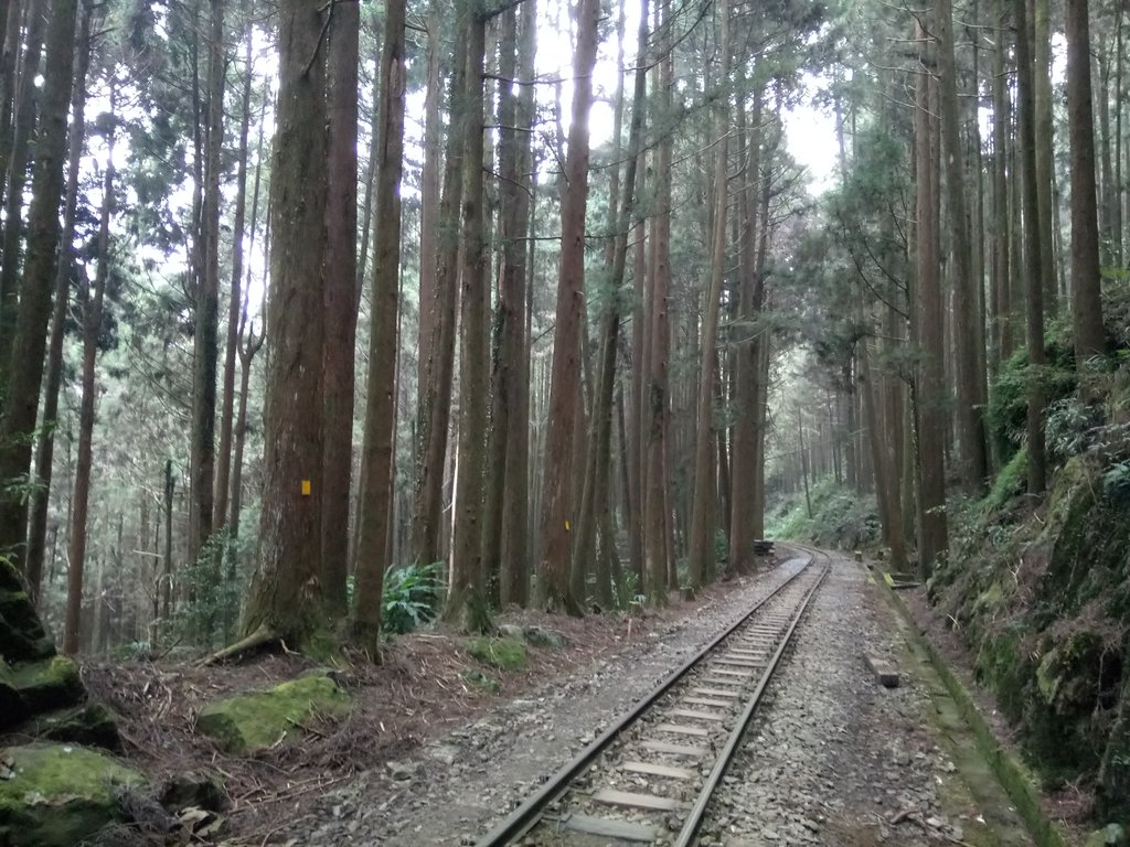 DSC_1527.JPG - 阿里山  二萬平  抱石神木