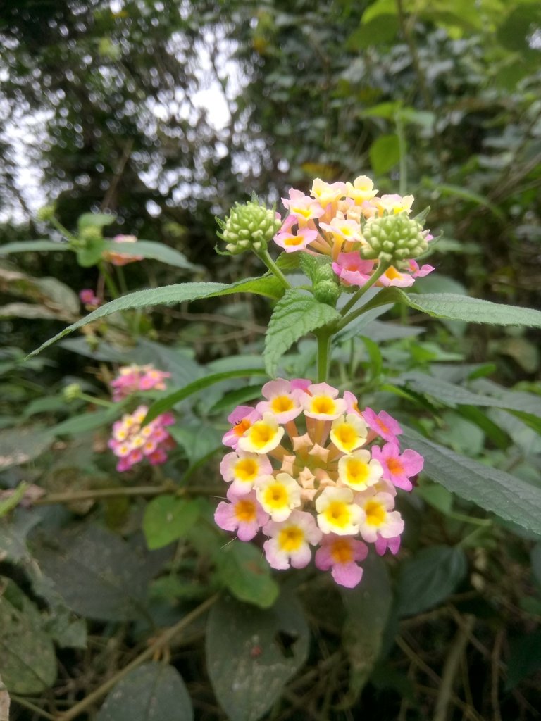 DSC_6041.JPG - 深坑  土庫岳登山步道  (01)