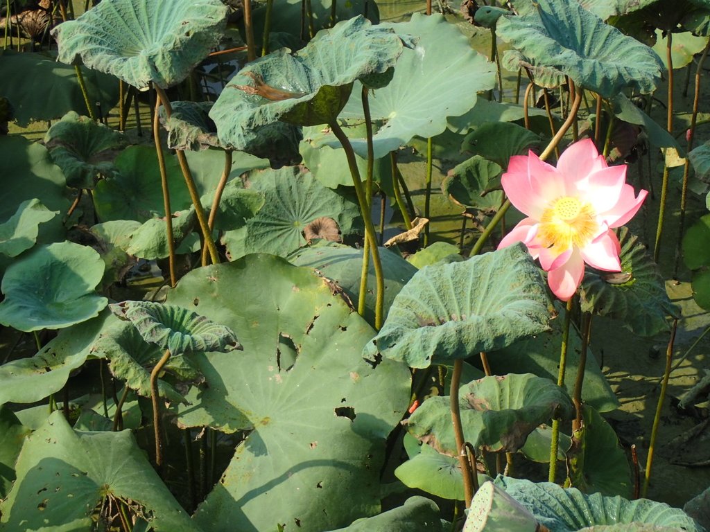 P8045054.JPG - 中埔  義仁村  蓮花池畔