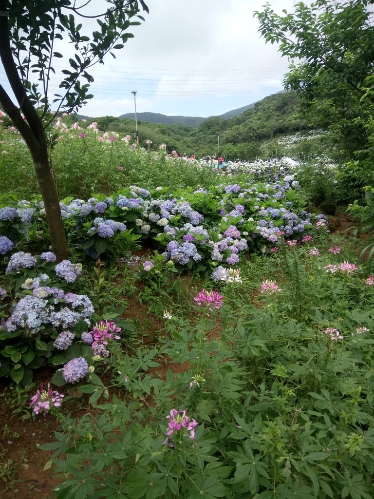 DSC_9294.JPG - 萬里  高家繡球花田