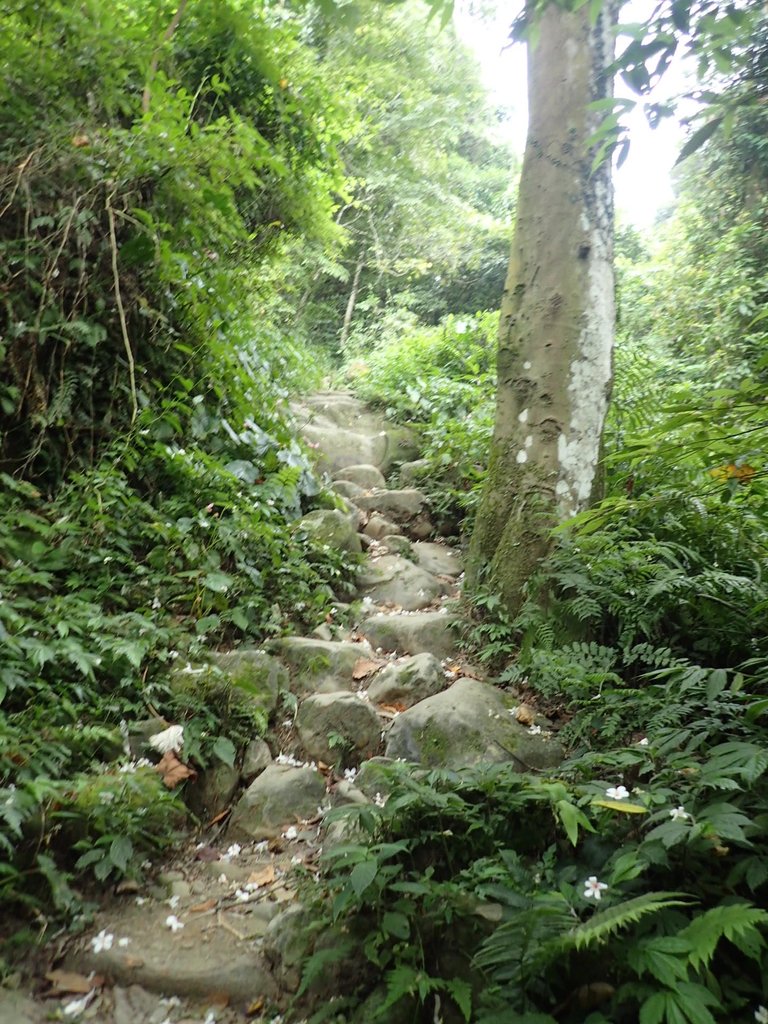 P9108436.JPG - 新竹  五指山登山步道