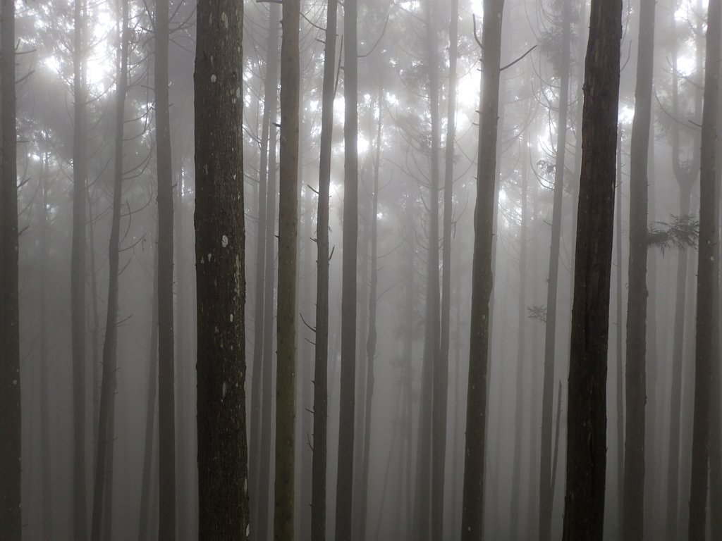 P9250189.JPG - 南庄  向天湖之  迷霧森林