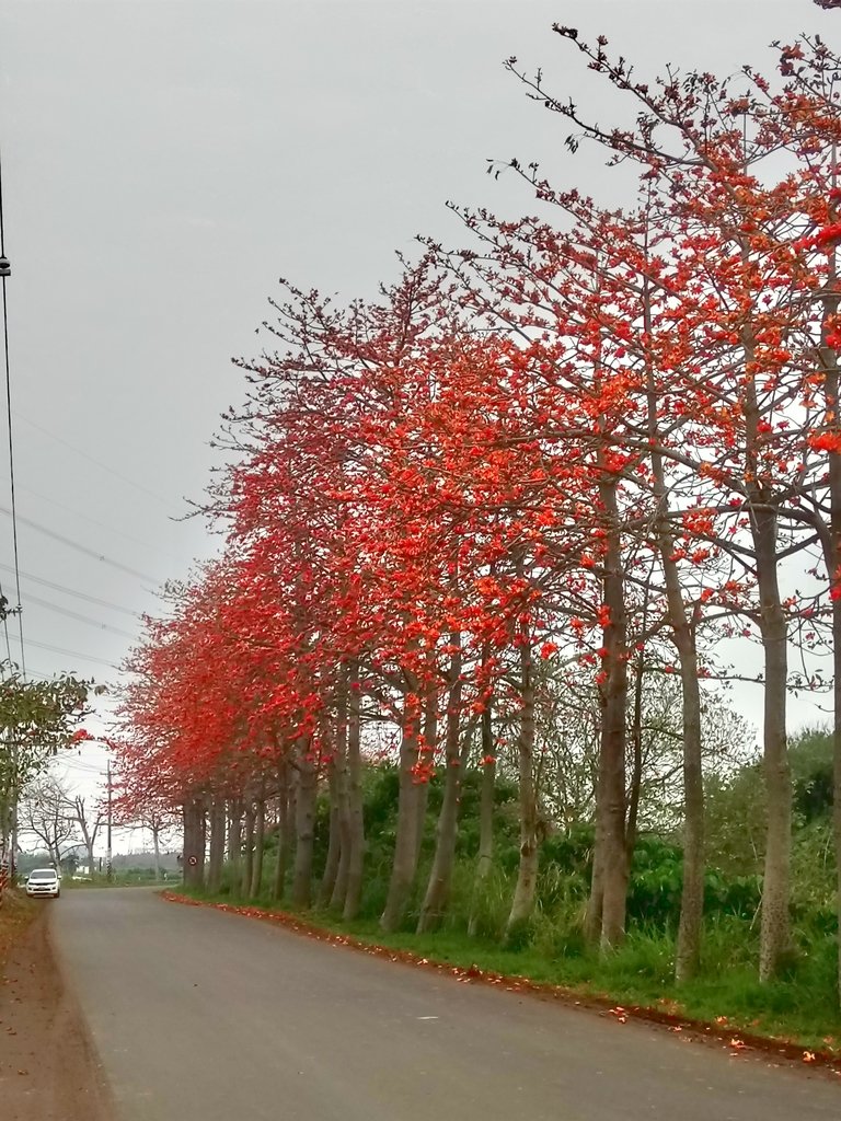 DSC_8244.JPG - 埤頭  東螺溪  木棉花