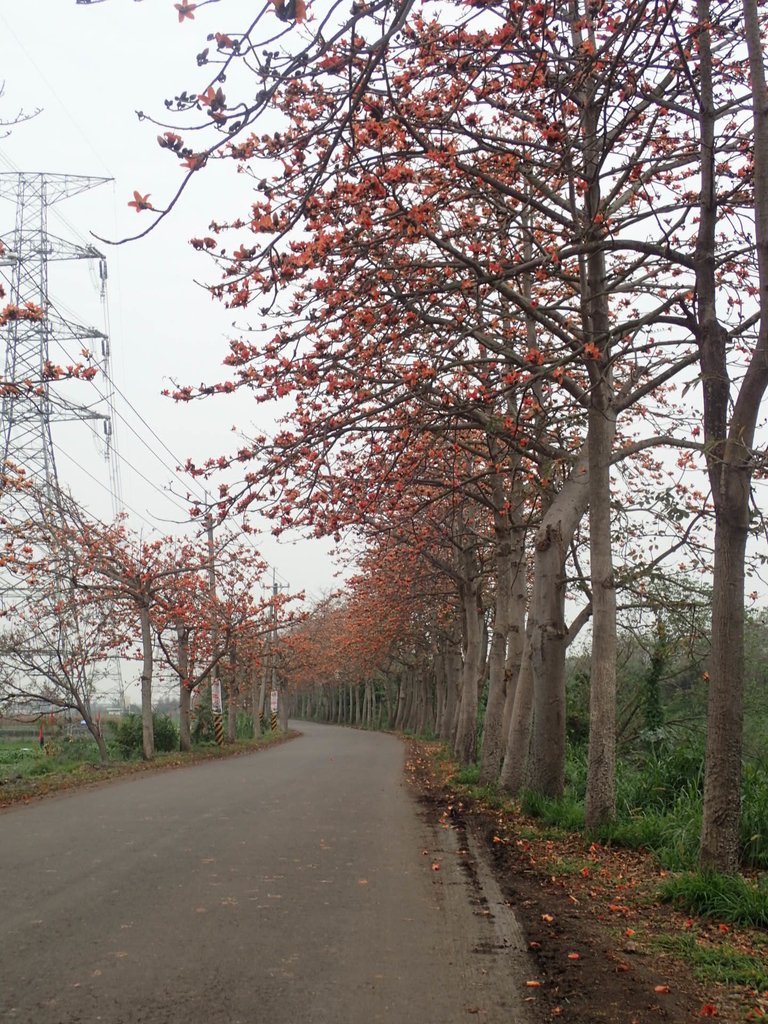 P3066377.JPG - 埤頭  東螺溪  木棉花