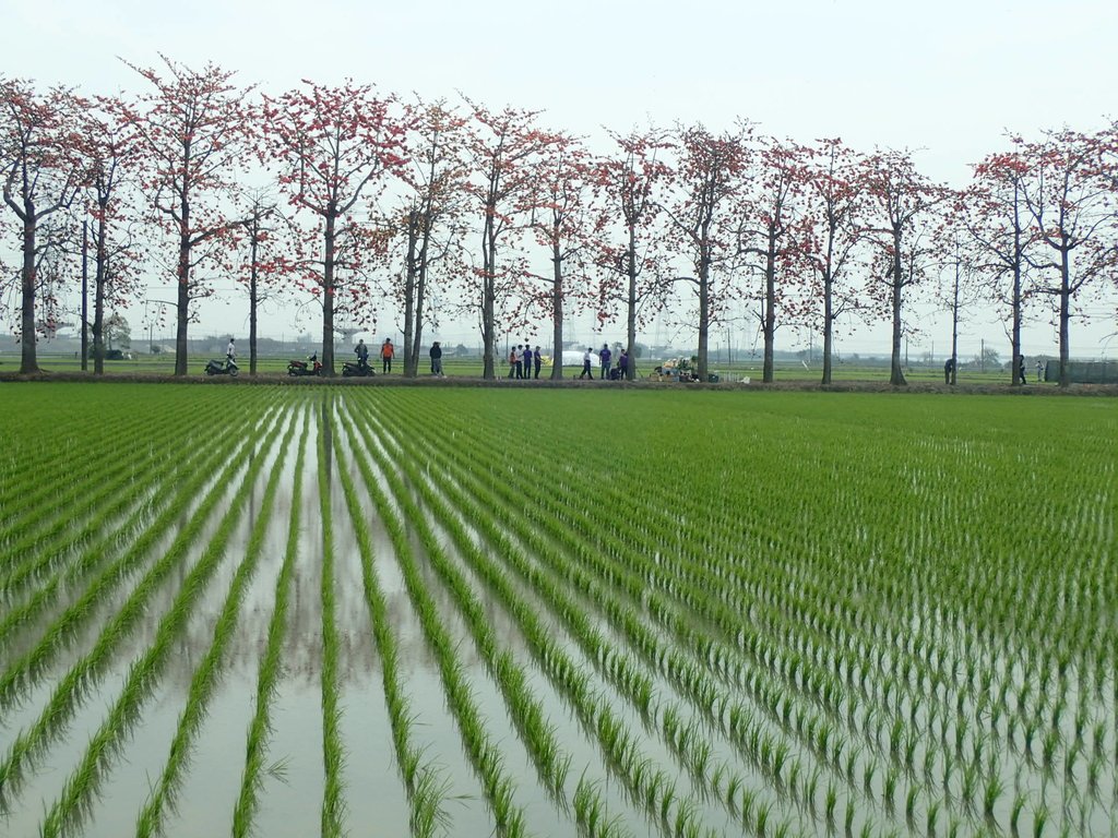 P3066536.JPG - 竹塘  田頭  木棉花道