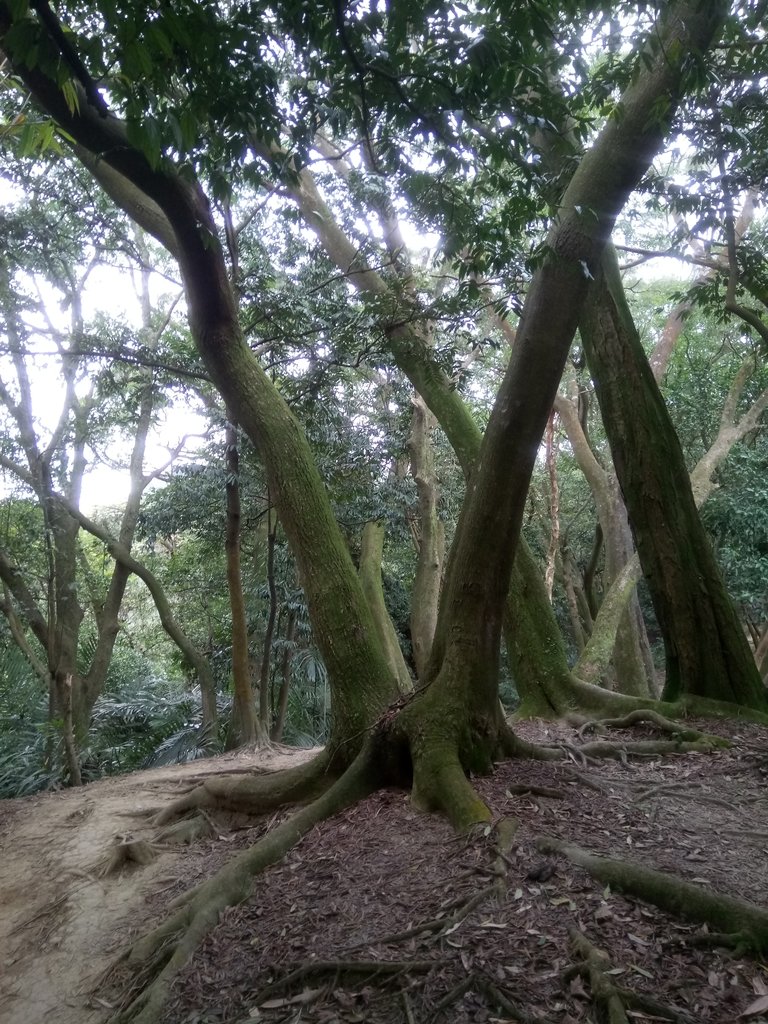 DSC_5152.JPG - 三峽  鳶尾山登山步道