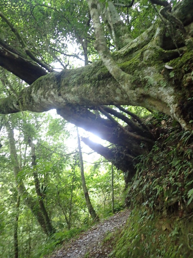 PA231740.JPG - 石壁山  嘉南雲峰步道