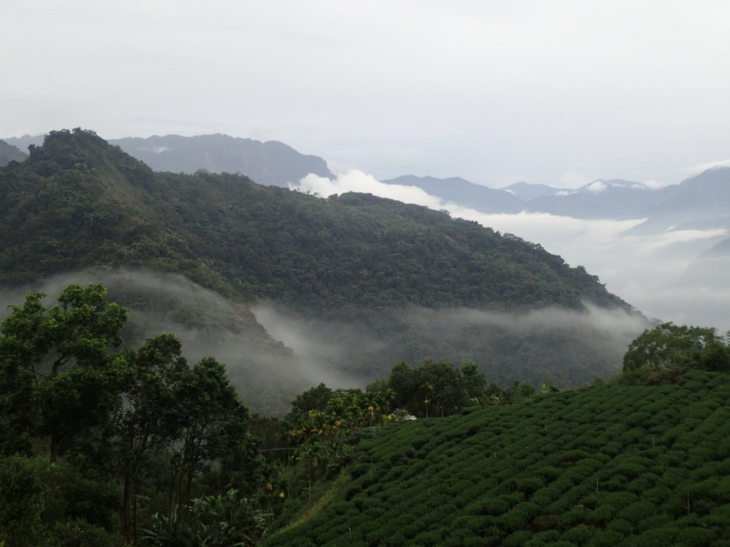 PA231891.JPG - 石壁途中之   茶山雲雨