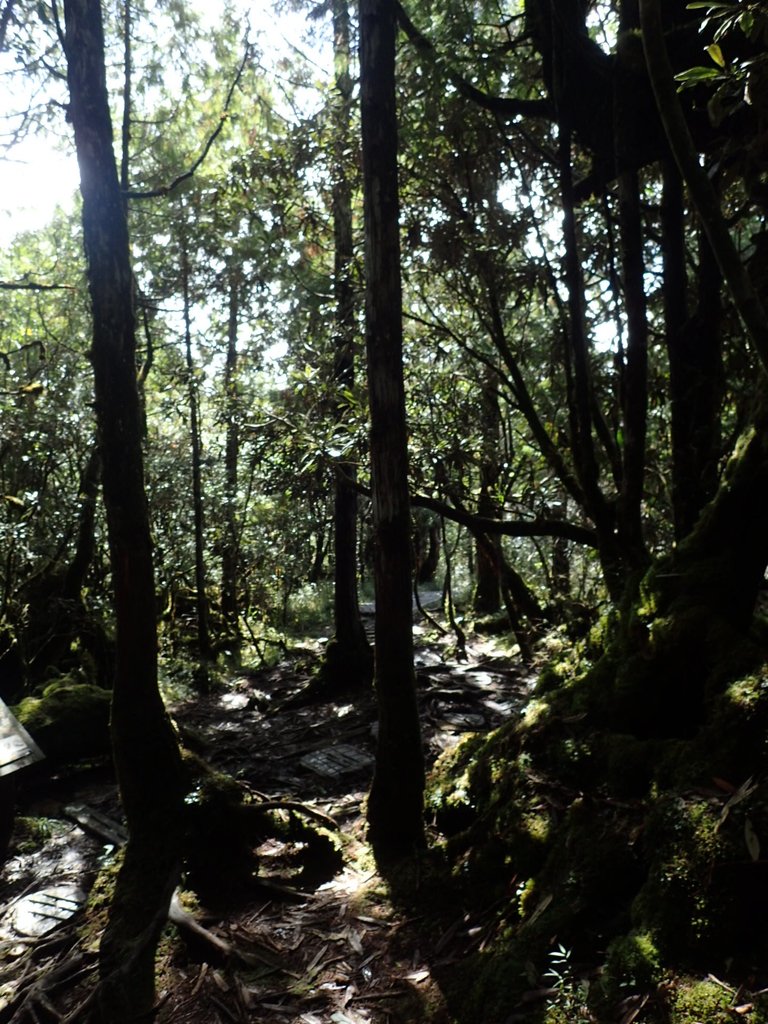 PB265436.JPG - 太平山  翠峰湖環山步道  02