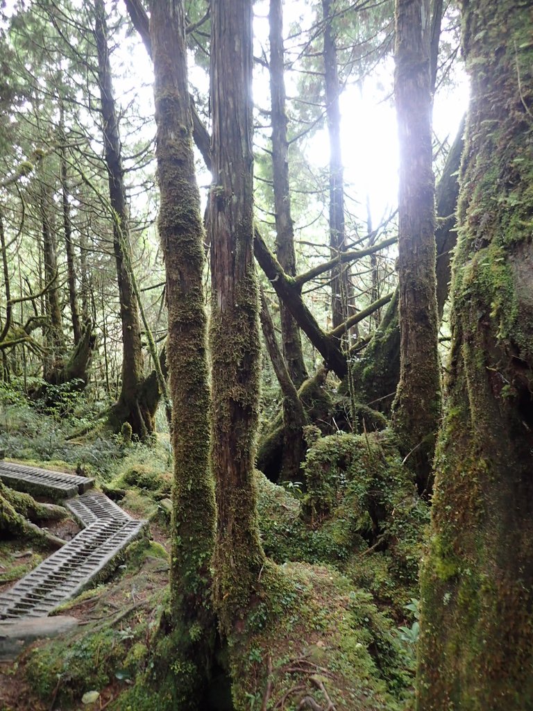 PB265409.JPG - 太平山  翠峰湖環山步道  02