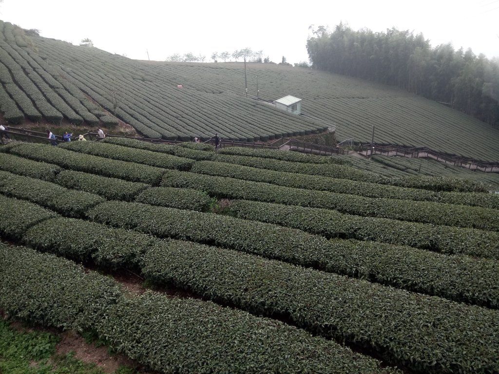 DSC_1490.JPG - 阿里山  頂石卓茶園之美