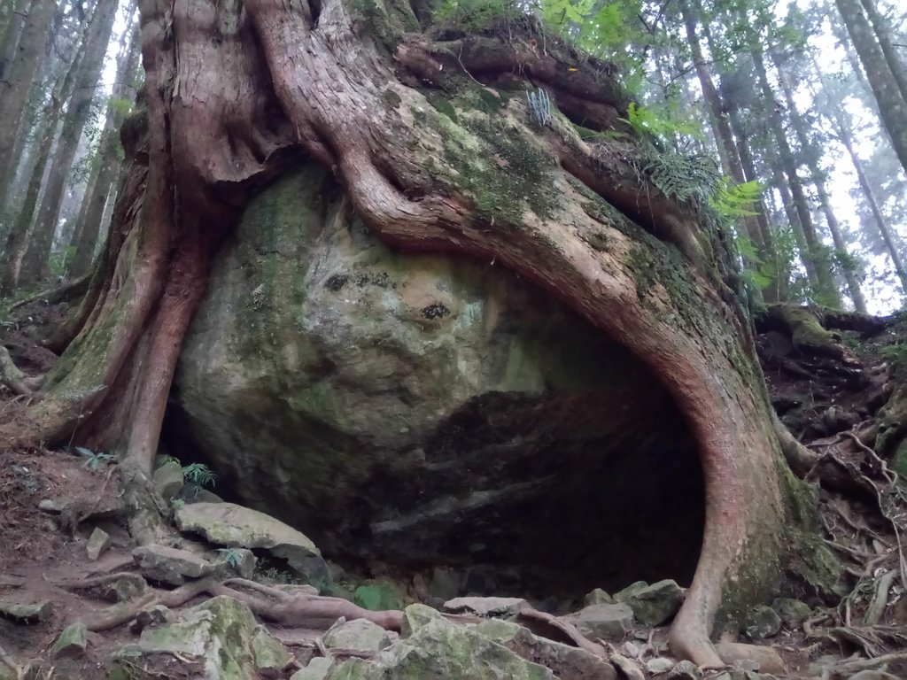 DSC_1534.JPG - 阿里山  二萬平  抱石神木