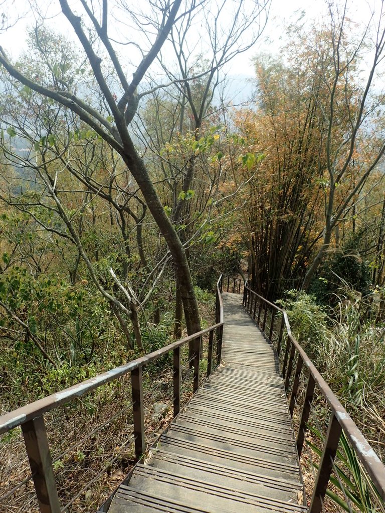 P3016045.JPG - 草屯平林  九九峰森林步道