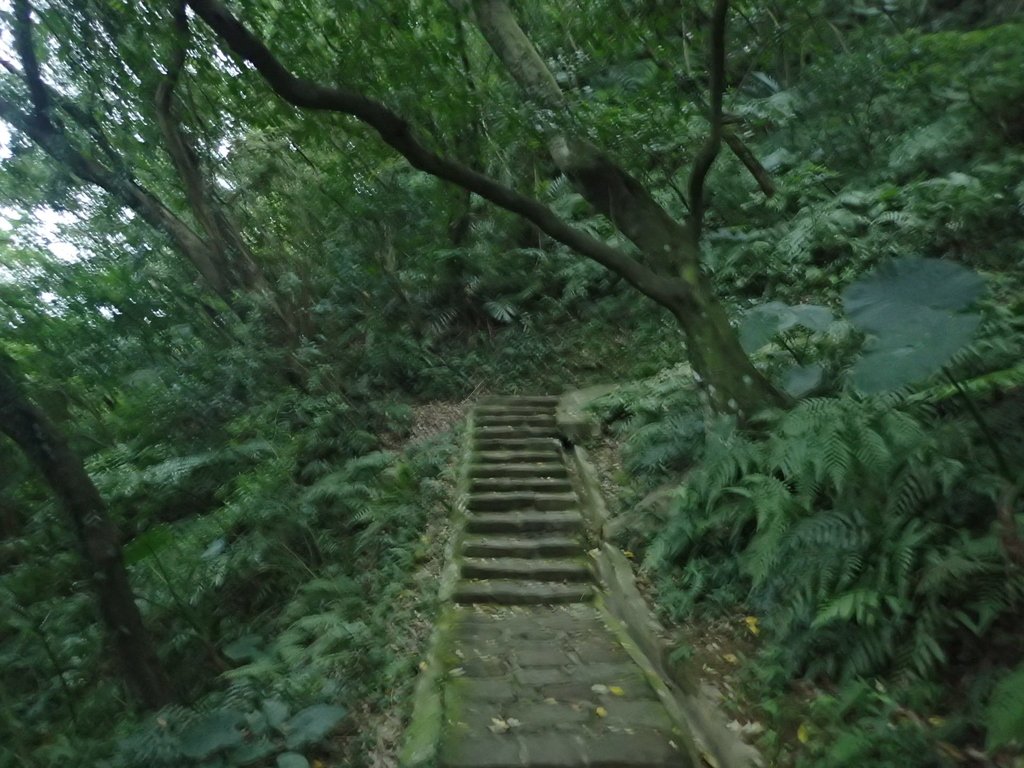 P3116929.JPG - 內湖  白鷺鷥山親山步道