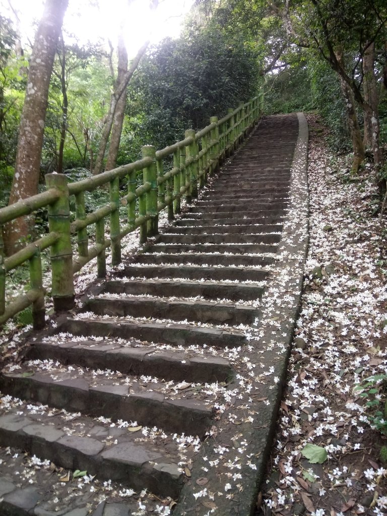 DSC_5880.JPG - 芎林  飛鳳山  (中坑山)