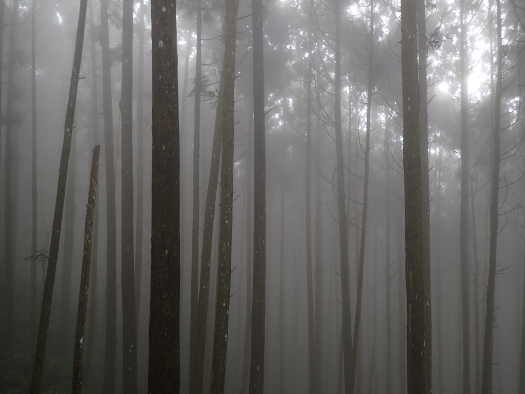 P9250191.JPG - 南庄  向天湖之  迷霧森林