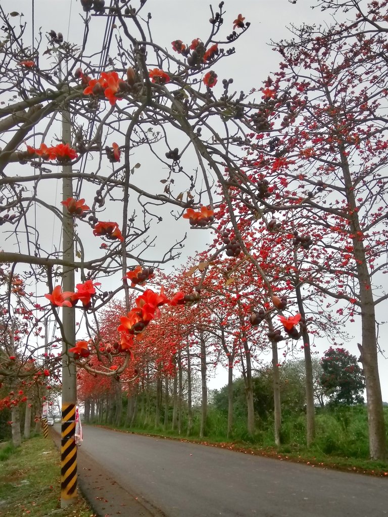 DSC_8247.JPG - 埤頭  東螺溪  木棉花