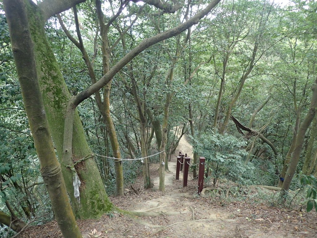 P2167991.JPG - 三峽  鳶尾山登山步道