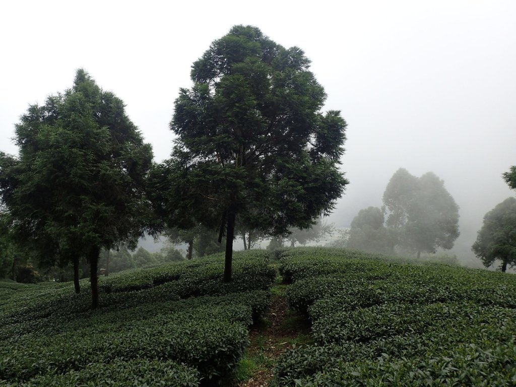 P8156610.JPG - 武界茶園  (02)