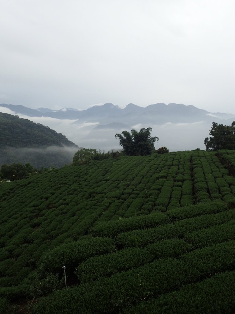 PA231897.JPG - 石壁途中之   茶山雲雨