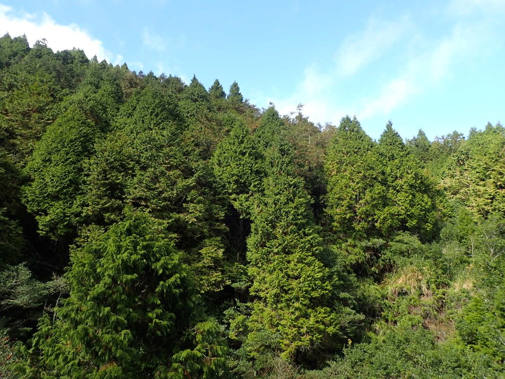 PB265476.JPG - 太平山  翠峰湖環山步道  02