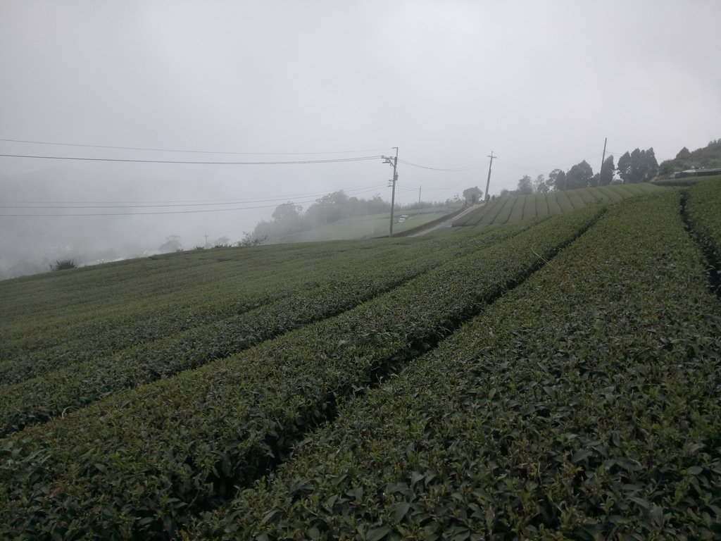 DSC_1409.JPG - 阿里山  隙頂茶園之美