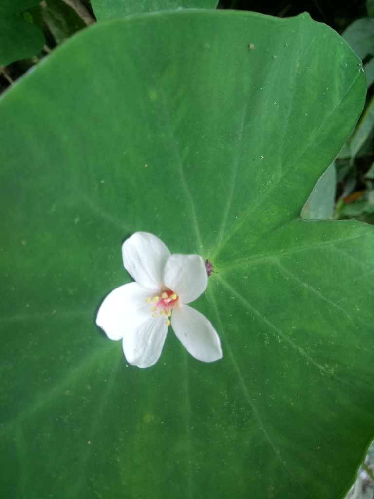 DSC_5099.JPG - 南庄  細湖頂  桐花山林