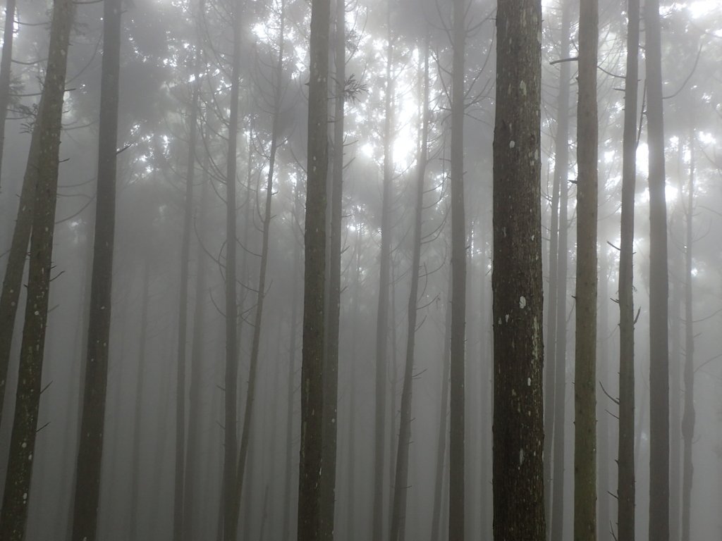 P9250198.JPG - 南庄  向天湖之  迷霧森林