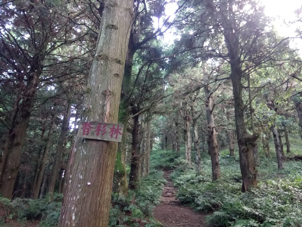 DSC_5192.JPG - 台中和平  長壽山登山步道  (上)