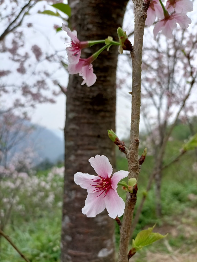 IMG20210226141600.jpg - 三峽  熊空  大熊櫻花林