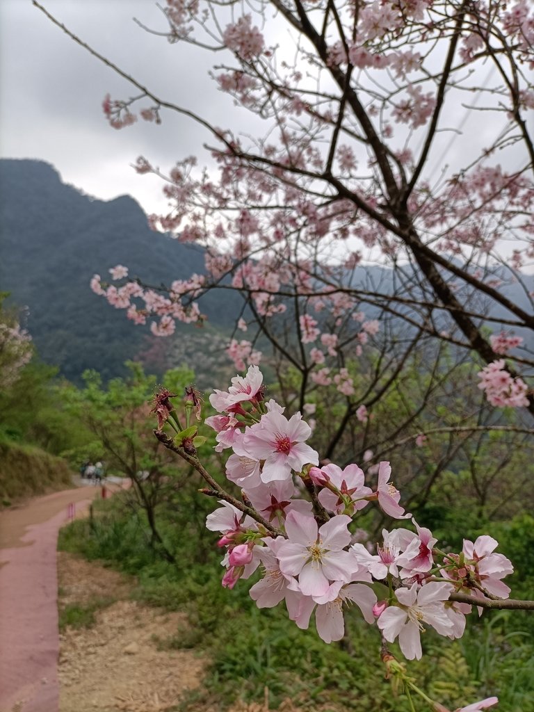 IMG20210226131316.jpg - 三峽  熊空  大熊櫻花林