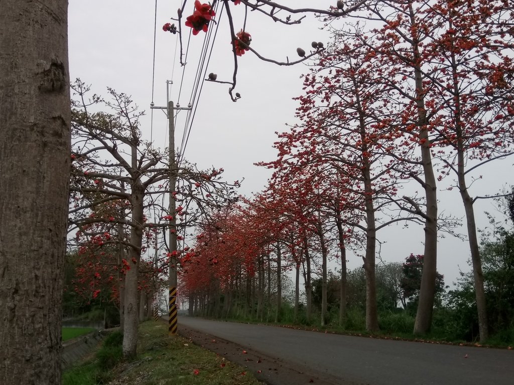 DSC_8250.JPG - 埤頭  東螺溪  木棉花