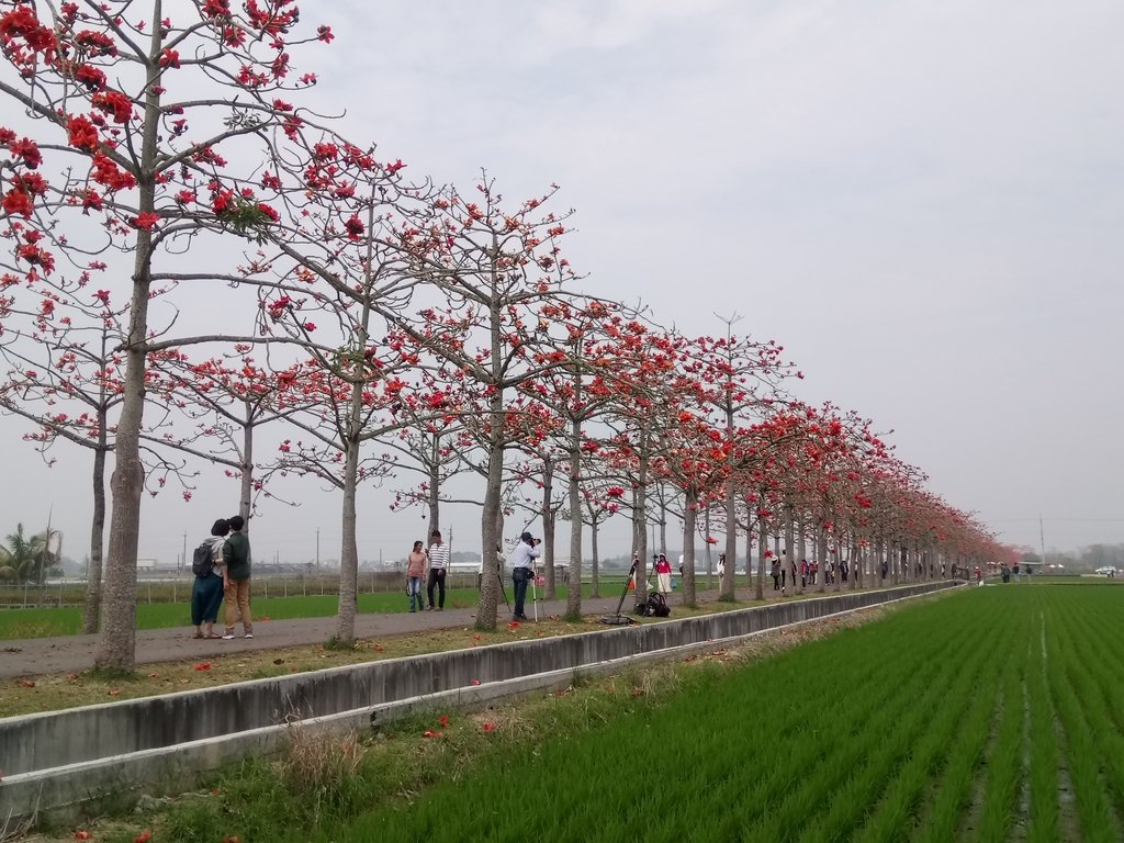 DSC_8452.JPG - 白河  林初埤  木棉花