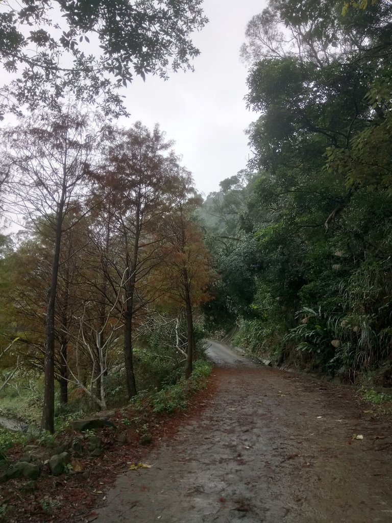 DSC_1753.JPG - 土城  承天寺  朝山步道