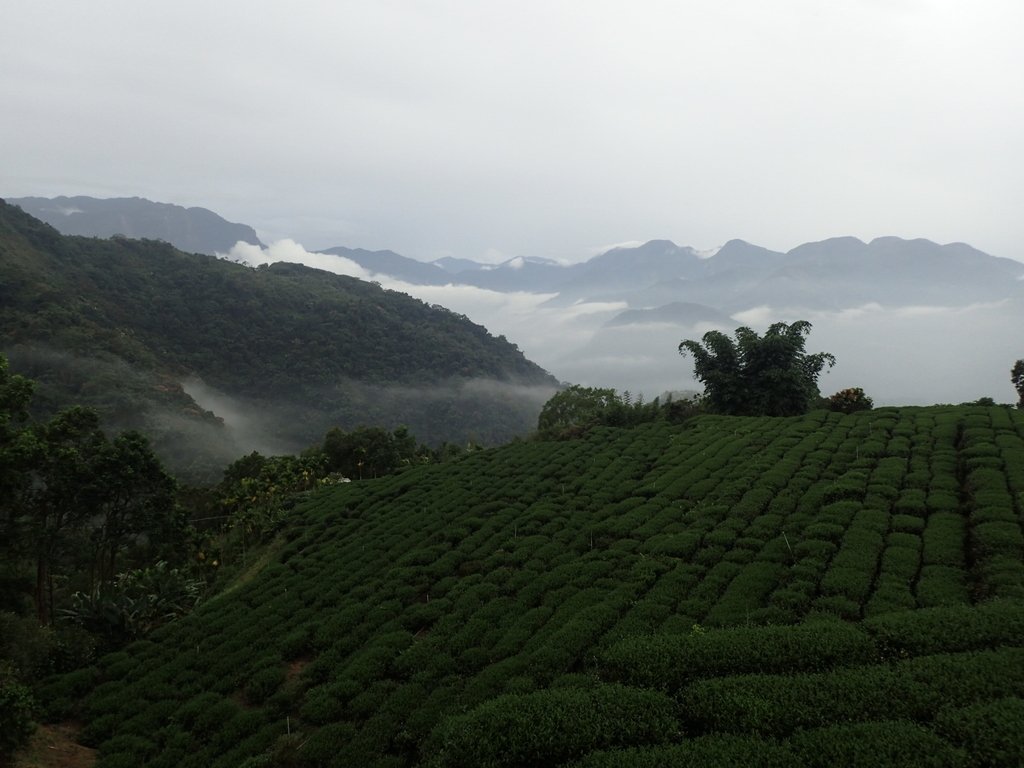 PA231903.JPG - 石壁途中之   茶山雲雨