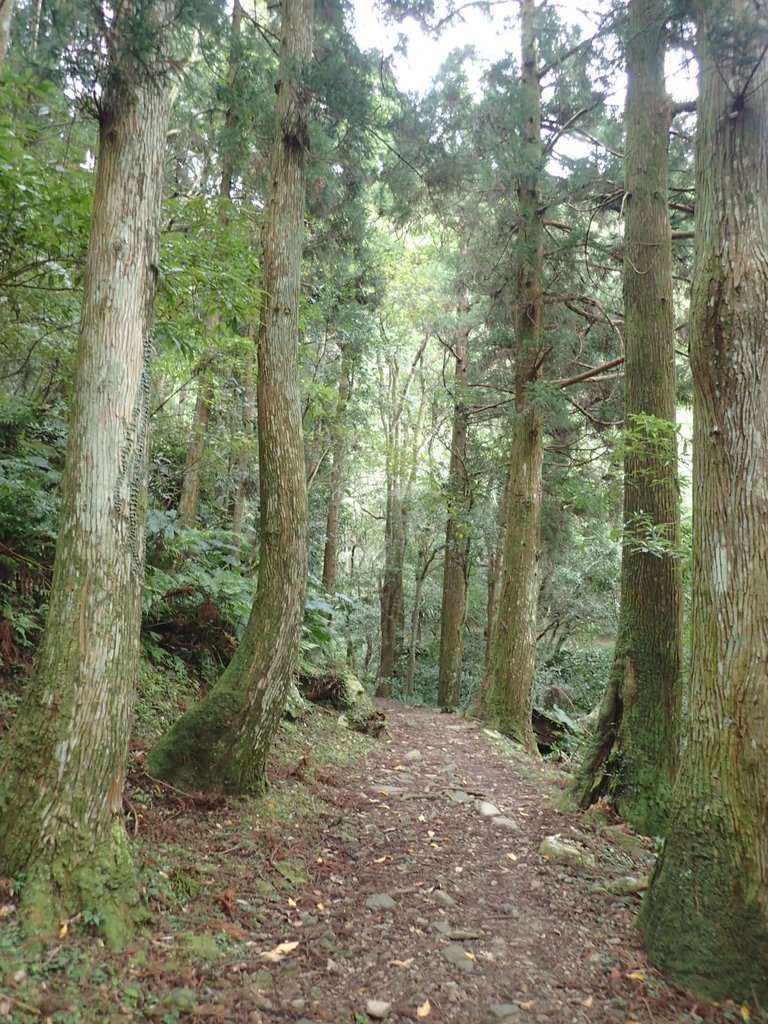 PC156040.JPG - 東眼山  東滿步道