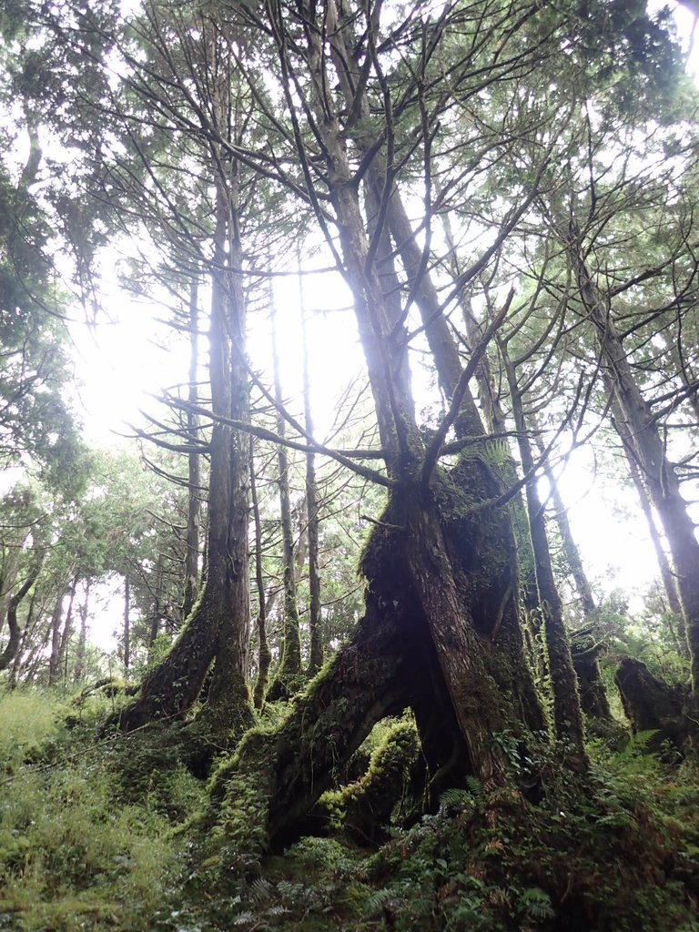 PB265414.JPG - 太平山  翠峰湖環山步道  02