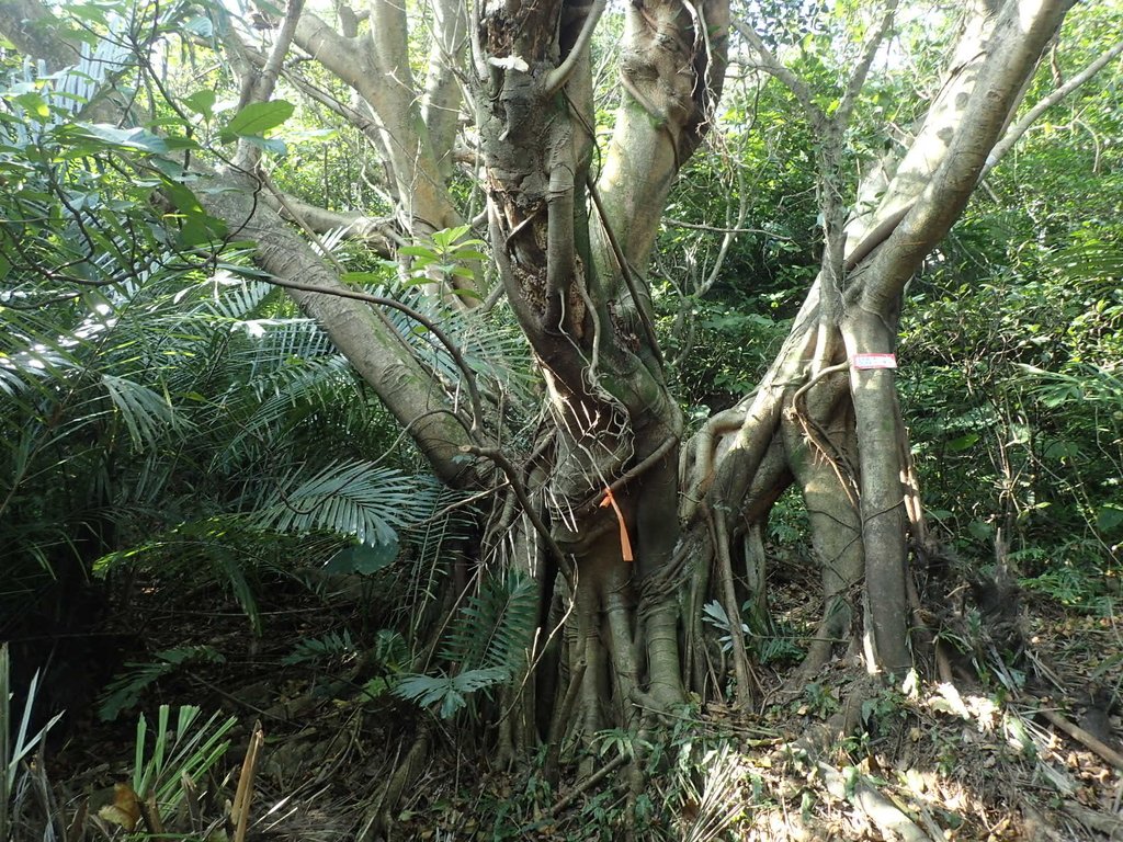 PB179517.JPG - 基隆  球子山(火號山)步道