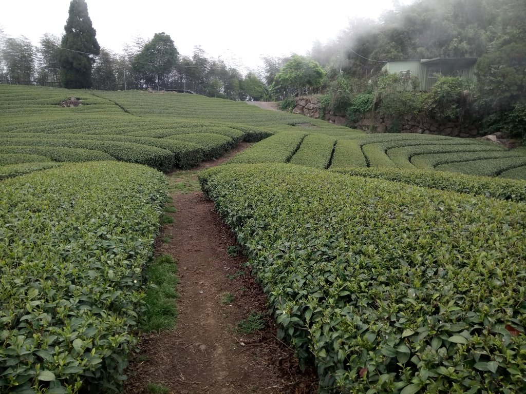 DSC_1415.JPG - 阿里山  隙頂茶園之美