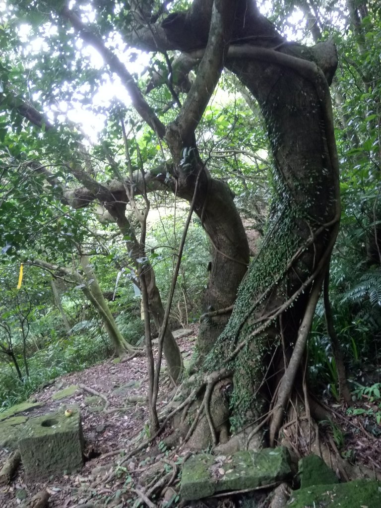 DSC_5370.JPG - 猴硐  小粗坑古道