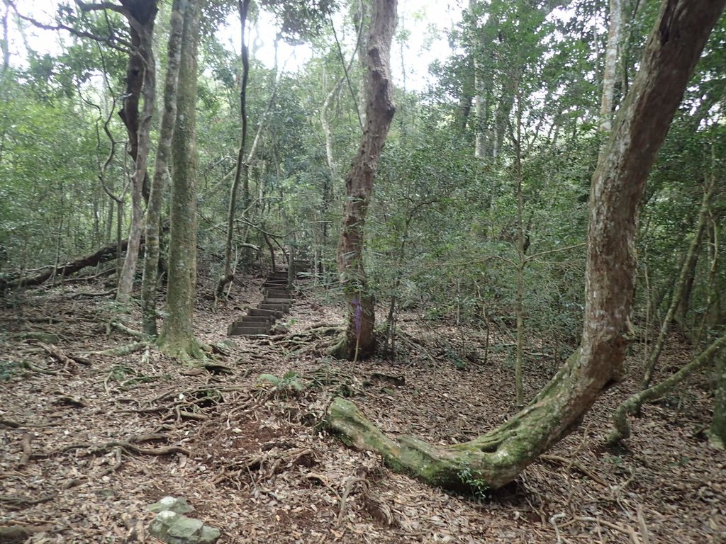 P3167318.JPG - 谷關七雄之  屋我尾山